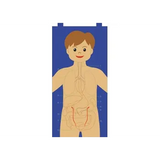 My Body Felt Chart - Modern Teaching Aids NZ