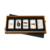 Mini Beasts Silk Worm Life Cycle - 5 Pieces - Modern Teaching Aids NZ