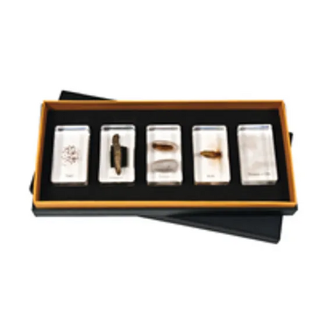 Mini Beasts Silk Worm Life Cycle - 5 Pieces - Modern Teaching Aids NZ