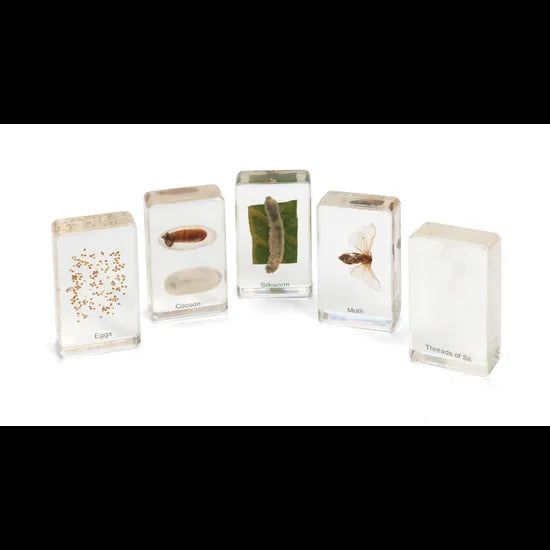 Mini Beasts Silk Worm Life Cycle - 5 Pieces - Modern Teaching Aids NZ