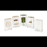 Mini Beasts Silk Worm Life Cycle - 5 Pieces - Modern Teaching Aids NZ