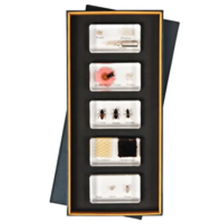 Mini Beasts Honey Bee Life Cycle - Modern Teaching Aids NZ