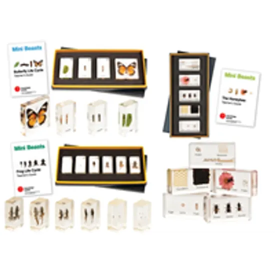 Mini Beasts Life Cycle Kit - Set of 3 - Modern Teaching Aids NZ