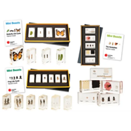 Mini Beasts Life Cycle Kit - Set of 3 - Modern Teaching Aids NZ
