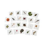 Pressed Feathers Plants & Leaves - 22 pieces - Modern Teaching Aids NZ