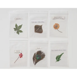 Pressed Feathers Plants & Leaves - 22 pieces - Modern Teaching Aids NZ