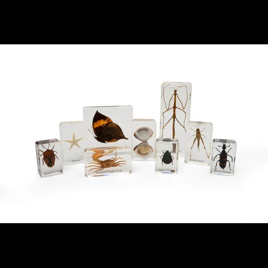 Camouflage Mini Beasts Set - Modern Teaching Aids NZ