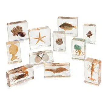 Mini Beasts Ocean Set - Large - Modern Teaching Aids NZ