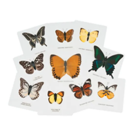Laminated Butterflies - Set of 10 - Modern Teaching Aids NZ