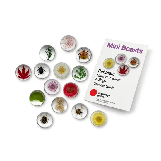 Mini Beast Pebbles Bugs and Plants - Modern Teaching Aids NZ