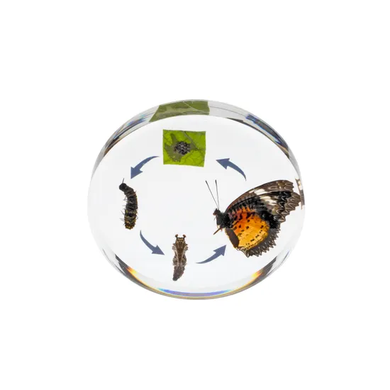 Round Butterfly Life Cycle - Modern Teaching Aids NZ