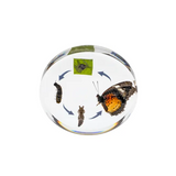 Round Butterfly Life Cycle - Modern Teaching Aids NZ