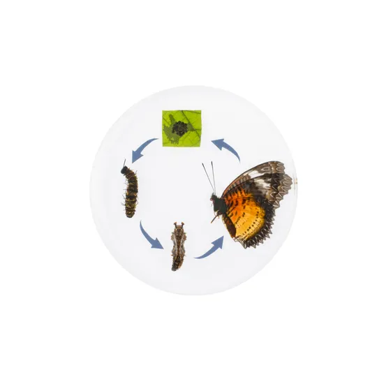 Round Butterfly Life Cycle - Modern Teaching Aids NZ