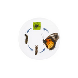 Round Butterfly Life Cycle - Modern Teaching Aids NZ