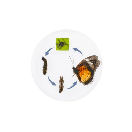 Round Butterfly Life Cycle - Modern Teaching Aids NZ
