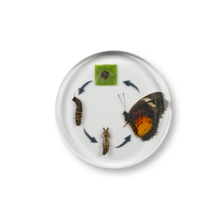 Round Butterfly Life Cycle - Modern Teaching Aids NZ