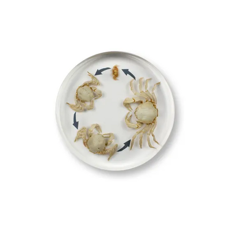 Round Crab Life Cycle - Modern Teaching Aids NZ
