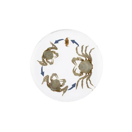 Round Crab Life Cycle - Modern Teaching Aids NZ
