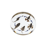 Round Frog Life Cycle - Modern Teaching Aids NZ