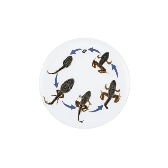 Round Frog Life Cycle - Modern Teaching Aids NZ