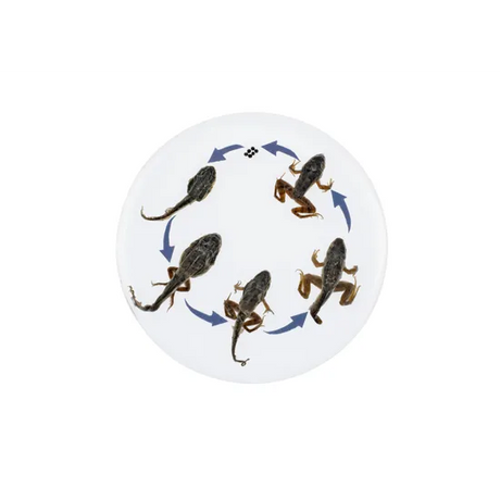 Round Frog Life Cycle - Modern Teaching Aids NZ
