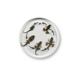 Round Frog Life Cycle - Modern Teaching Aids NZ
