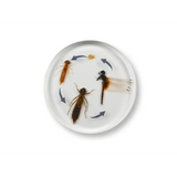 Round Dragonfly Life Cycle - Modern Teaching Aids NZ