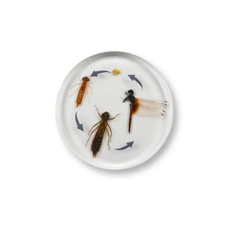 Round Dragonfly Life Cycle - Modern Teaching Aids NZ