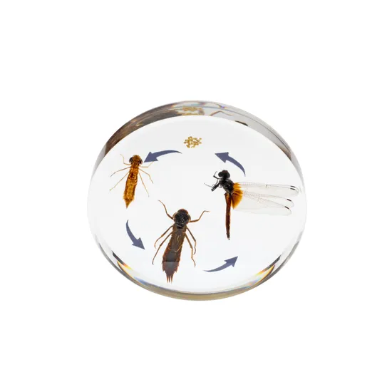 Round Dragonfly Life Cycle - Modern Teaching Aids NZ