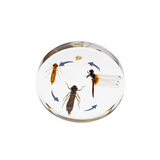 Round Dragonfly Life Cycle - Modern Teaching Aids NZ