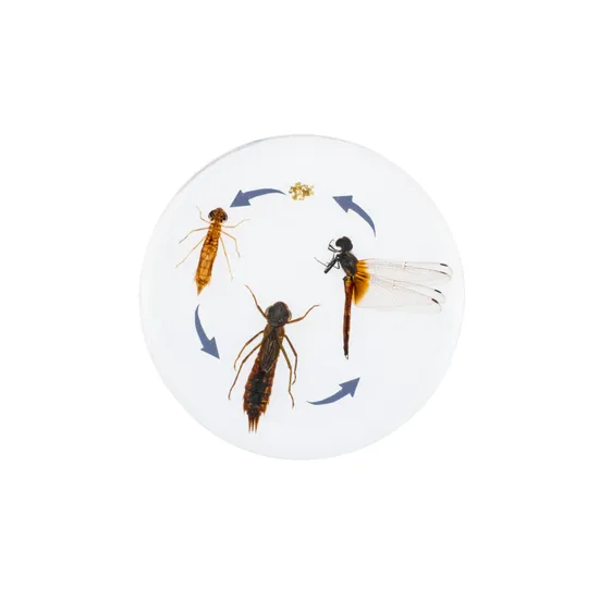 Round Dragonfly Life Cycle - Modern Teaching Aids NZ