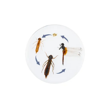 Round Dragonfly Life Cycle - Modern Teaching Aids NZ