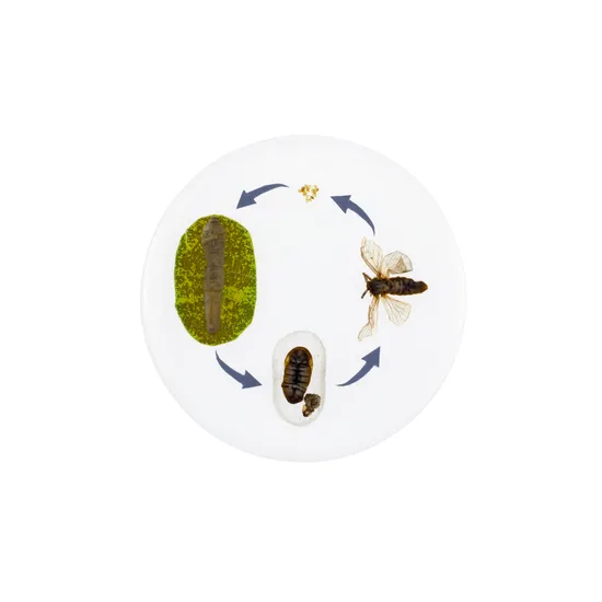 Round Moth Life Cycle - Modern Teaching Aids NZ