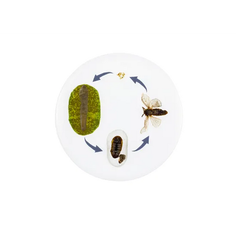 Round Moth Life Cycle - Modern Teaching Aids NZ