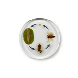 Round Moth Life Cycle - Modern Teaching Aids NZ