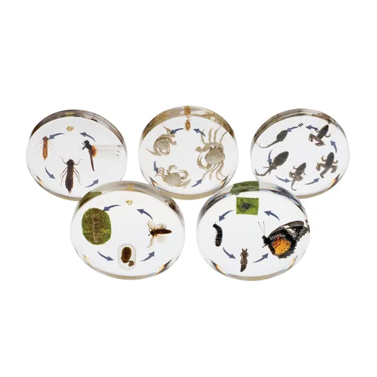 Mini Beasts Life Cycle Blocks - Modern Teaching Aids NZ