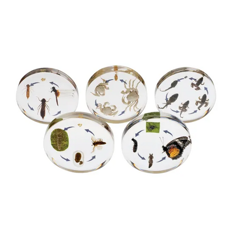 Mini Beasts Life Cycle Blocks - Modern Teaching Aids NZ