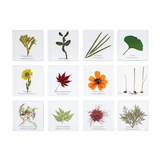 Plant Kingdom Slides - Modern Teaching Aids NZ