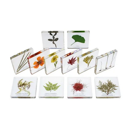 Plant Kingdom Slides - Modern Teaching Aids NZ