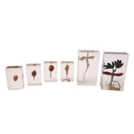 Life Cycle of the Peanut - Modern Teaching Aids NZ