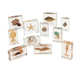 Mini Beasts Complete Set - Modern Teaching Aids NZ