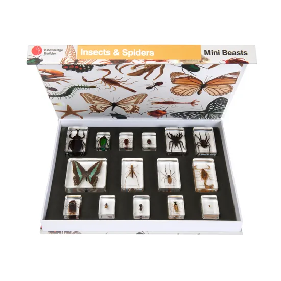Mini Beasts Insects and Spiders - Large Set - Modern Teaching Aids NZ