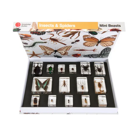 Mini Beasts Insects and Spiders - Large Set - Modern Teaching Aids NZ