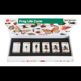 Mini Beasts Frog Life Cycle - Modern Teaching Aids NZ