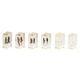 Mini Beasts Frog Life Cycle - Modern Teaching Aids NZ