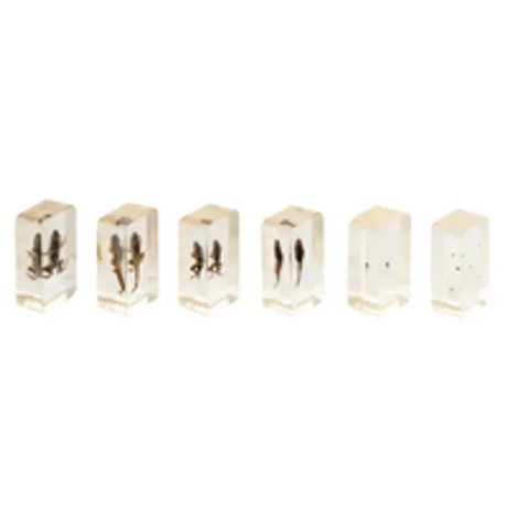 Mini Beasts Frog Life Cycle - Modern Teaching Aids NZ