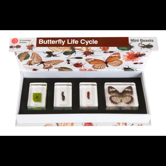 Mini Beasts Butterfly Life Cycle - Modern Teaching Aids NZ