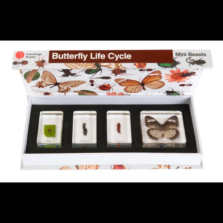 Mini Beasts Butterfly Life Cycle - Modern Teaching Aids NZ