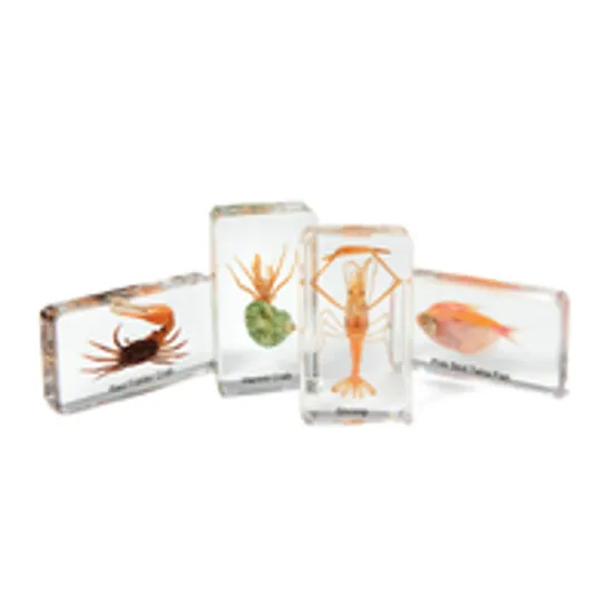 Mini Beast - Marine Critters - Modern Teaching Aids NZ