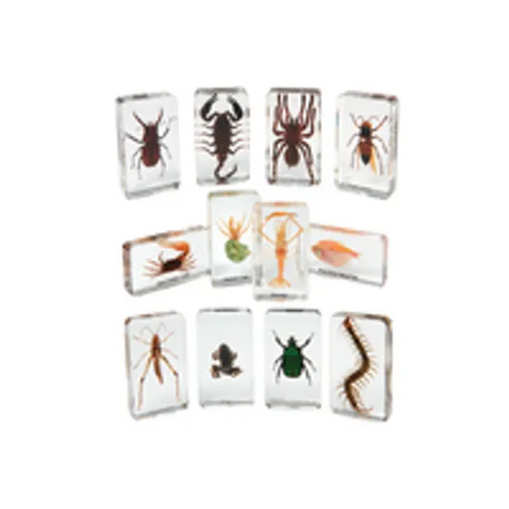Mini Beasts Critters Kit - Modern Teaching Aids NZ
